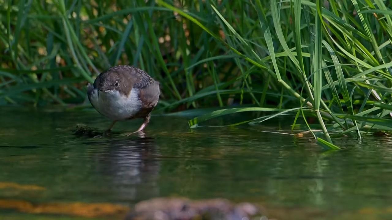 River Dart: A Hidden Haven for Wild Creatures(4K Documentary)