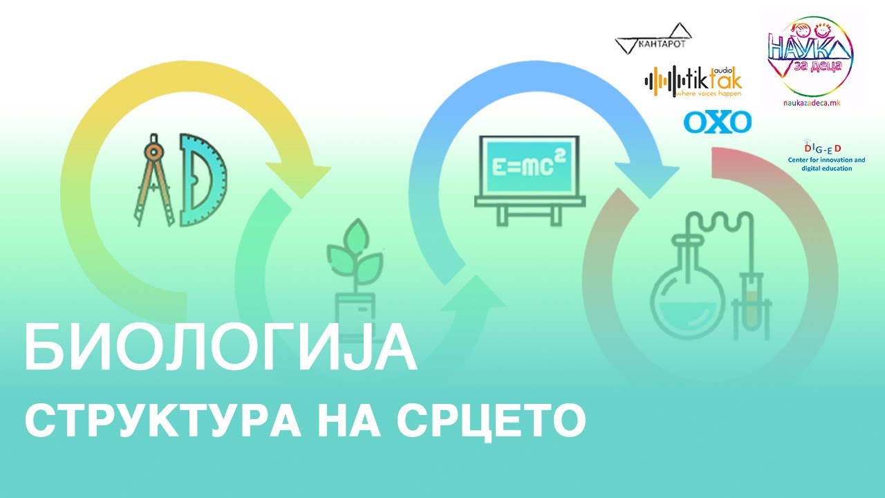 Структура на срцето | Биологија | 8 одделение