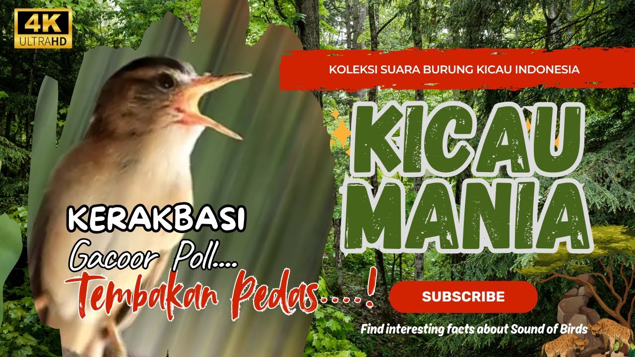 Masteran Kerakbasi Sawah Gacor Dor! Cocok Untuk Pancingan & Masteran Murai & Kacer