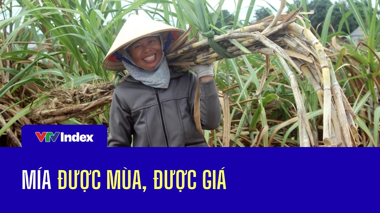 Mía được mùa, được giá | VTVIndex