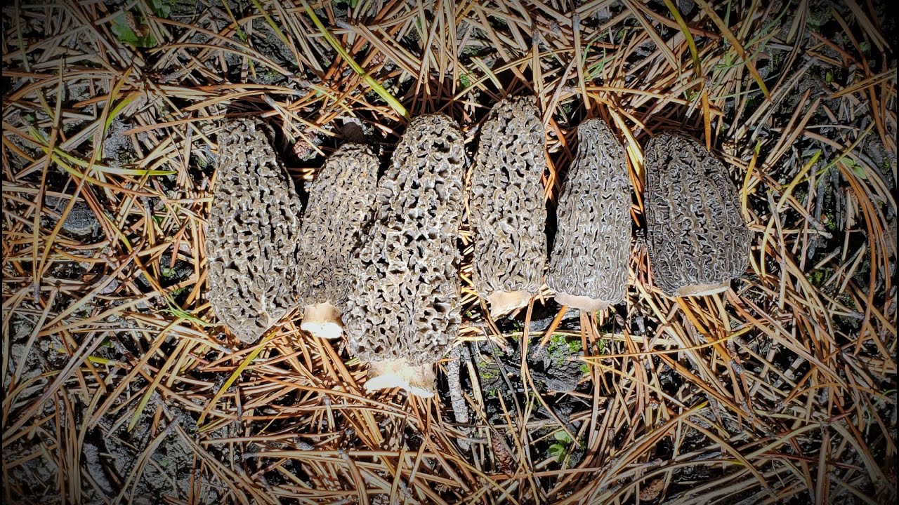 Boots on the Ground, Early Morning Morel Mushrooms the Rocky Mountains - Canadian Mountain Man