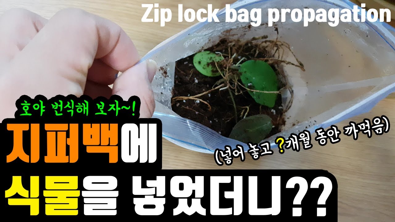 지퍼백에 호야를 넣었더니?? 호야잎꽂이 호야번식방법!!