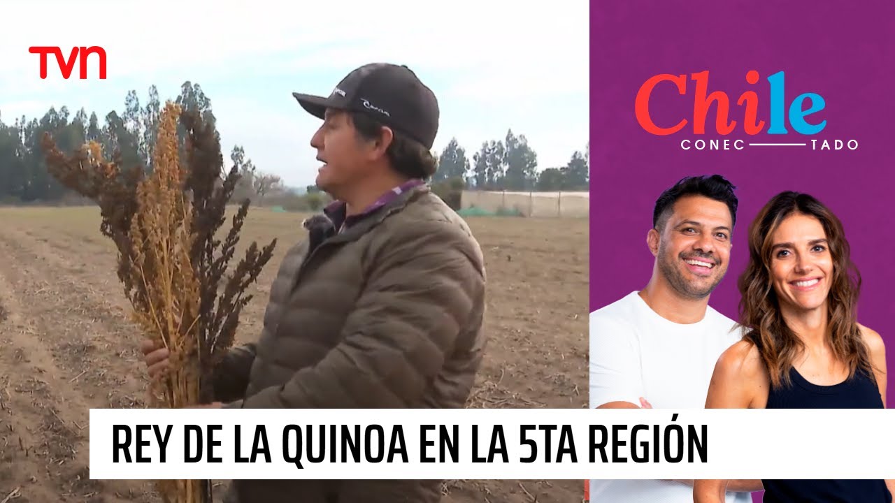 Chile Conectado: Su majestad el rey de la quinoa | Chile Conectado