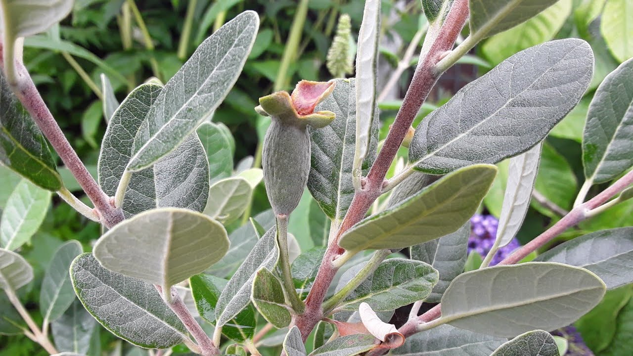 Feijoa / pineapple guava update, their flowering behaviour is very different this year to last year.