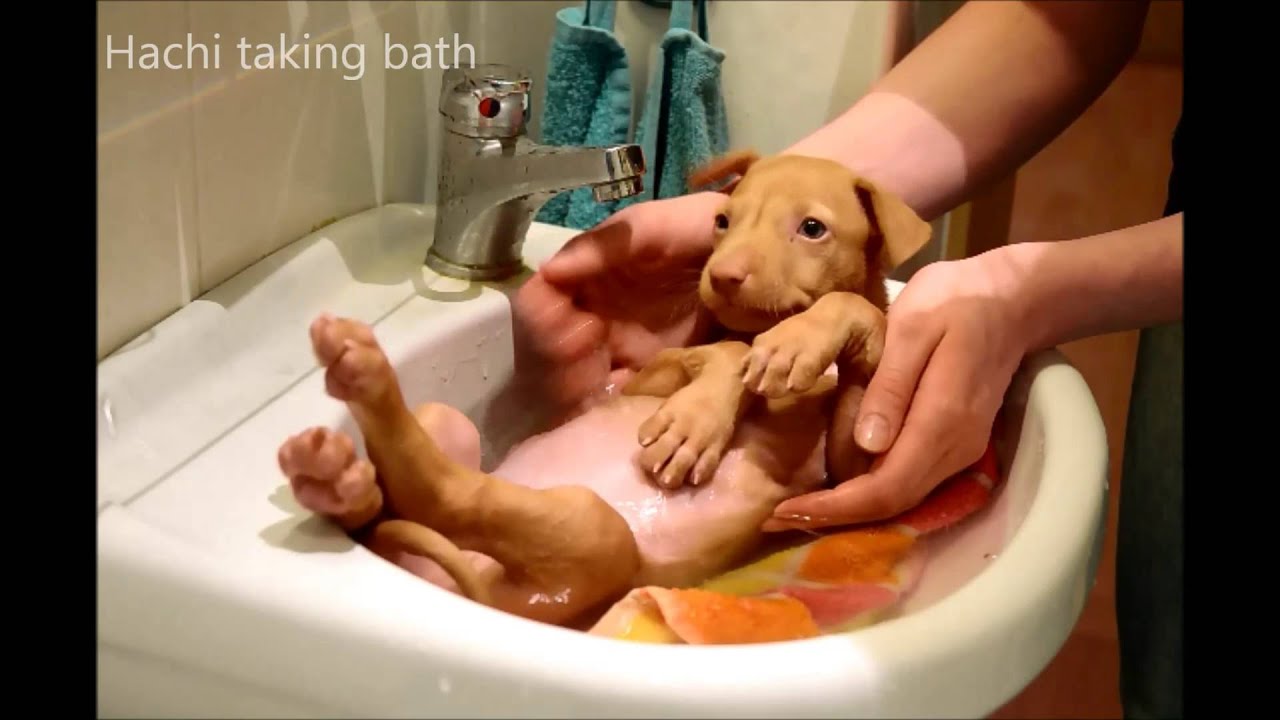 MOVIE: Pharaoh hound puppies from Kennel DIOR TALENT first litter (from birth to leaving new homes)