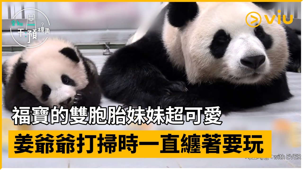 《全知干預視角》第280集│福寶的雙胞胎妹妹超可愛 姜爺爺打掃時一直纏著要玩│Viu韓綜線上看