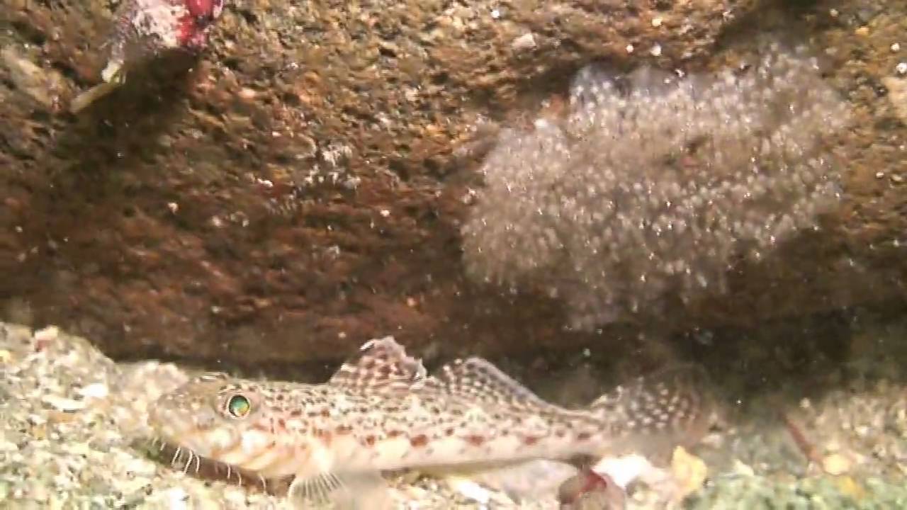 サビハゼと卵　Sagamia geneionema