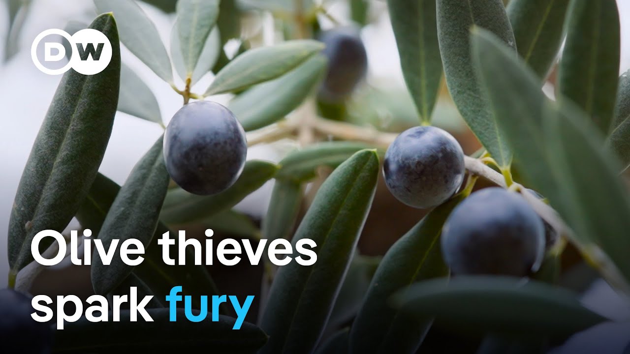 Criminal gangs exploiting the olive oil crisis in Spain | DW Documentary