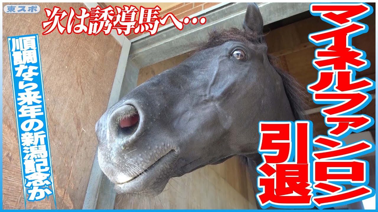 【引退】マイネルファンロン 今後は新潟競馬場で誘導馬に《東スポ競馬》