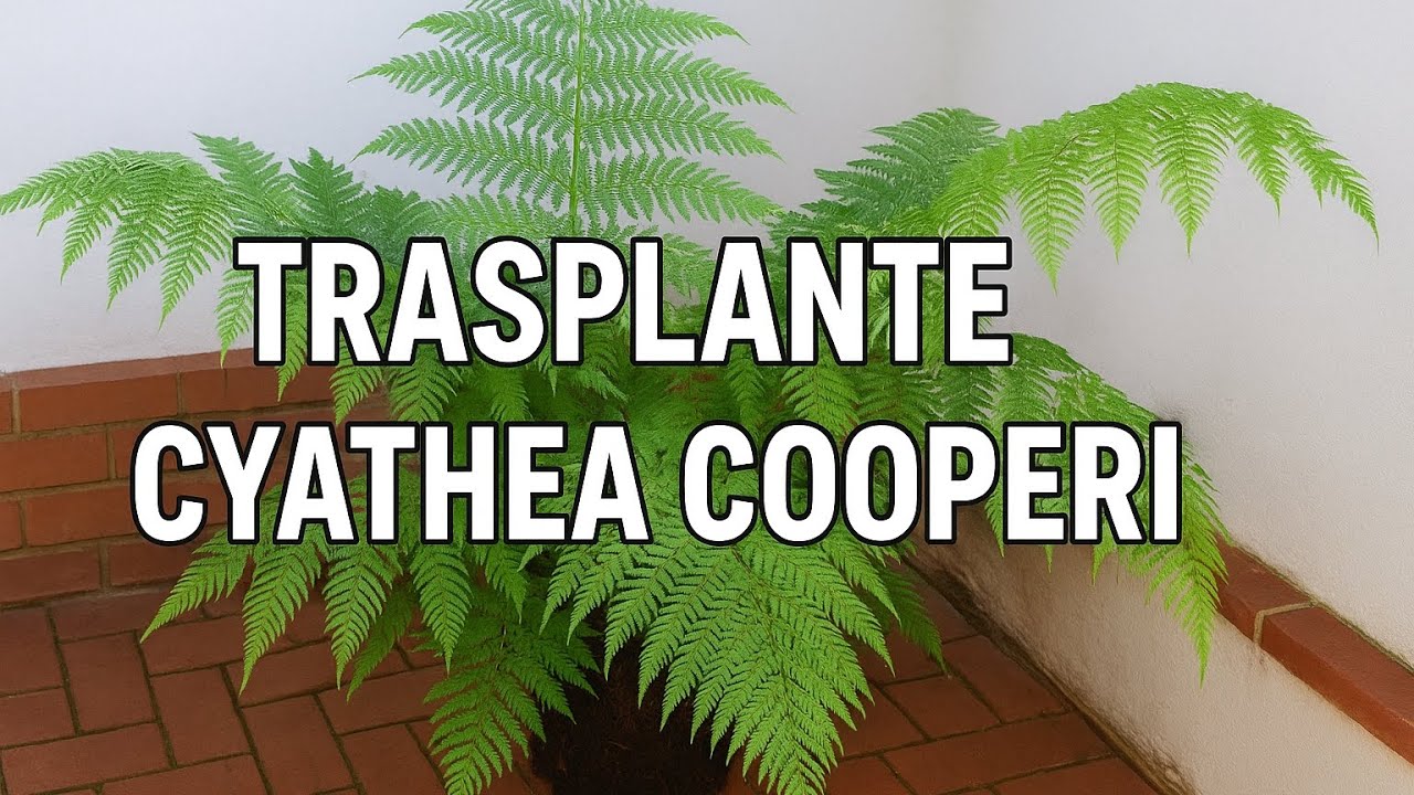 💚 EL GRAN TRASPLANTE DE MI CYATHEA COOPERI DE GALICIA: MI MAYOR RELIQUIA