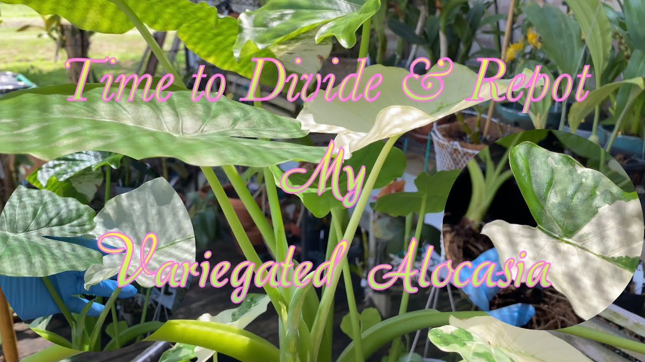 How I Devide & Repot my Variegated Alocasia Odora || #alocasia #variegata #propagation