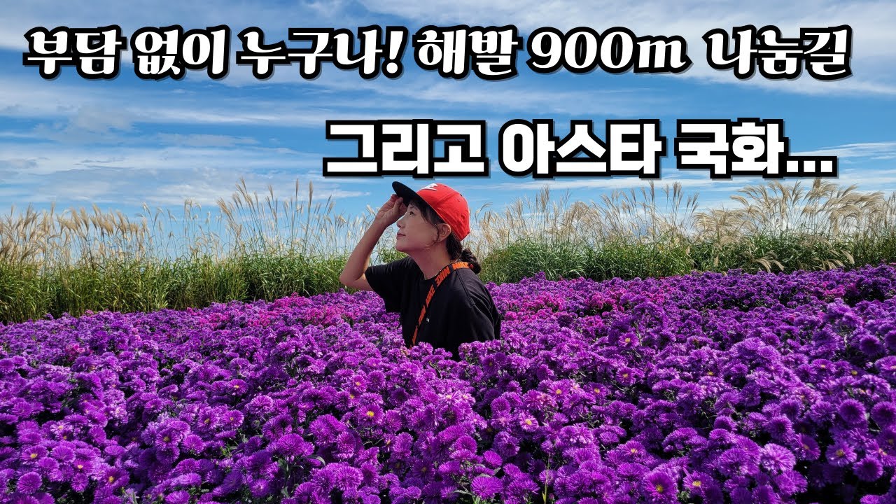 가을이 내려앉은 감악산 🌿 아스타 국화 축제와 무장애길 산책.. #아스타국화축제 #감악산 #별바람언덕 #무장애나눔길