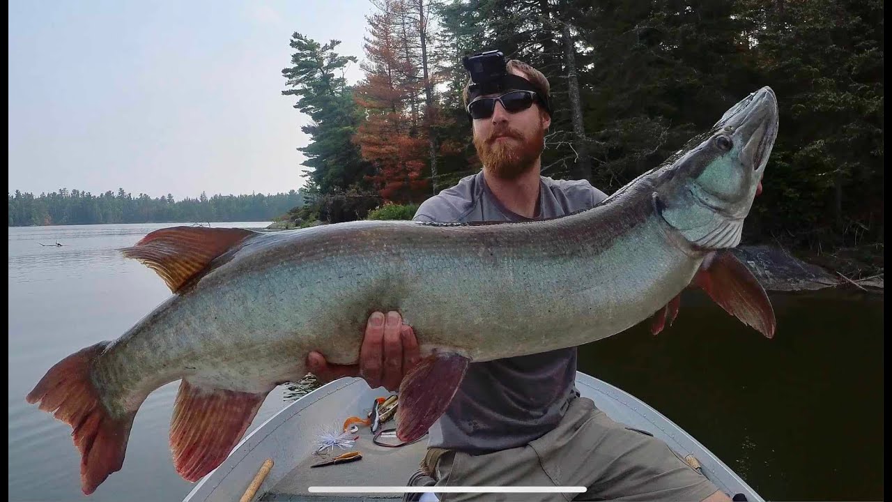 Lake Of The Woods Giant Musky - Muskie Bay Resort 2023 Part 3