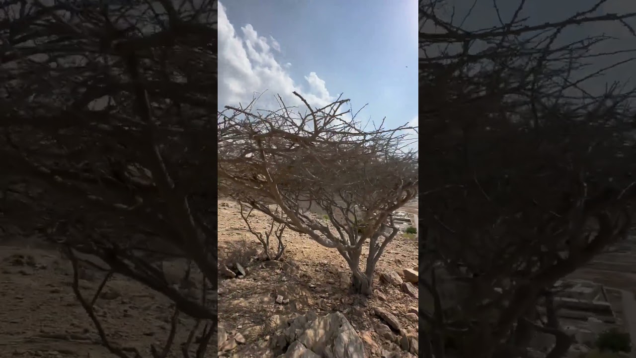 Oman Vlog Mountain Flora #shorts #viral #youtubeshorts #travel