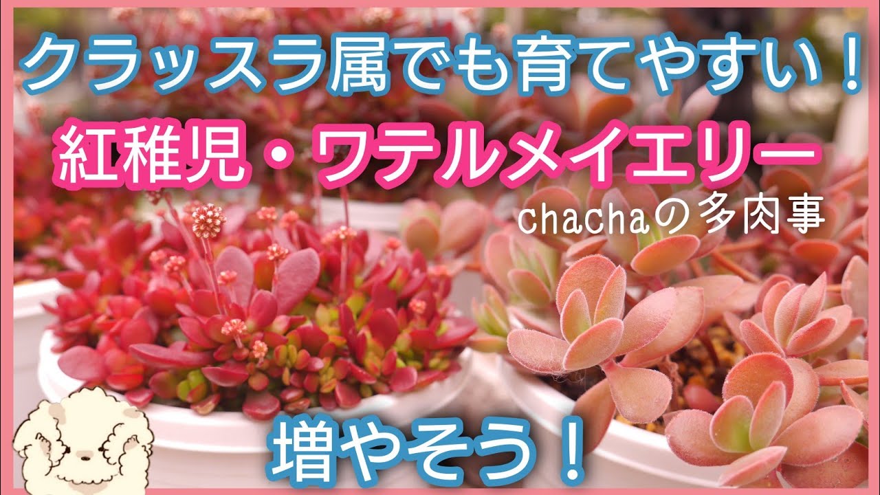 【多肉植物】育てやすい！クラッスラ✨紅稚児・ワテルメイエリーを増やします🌱✨
