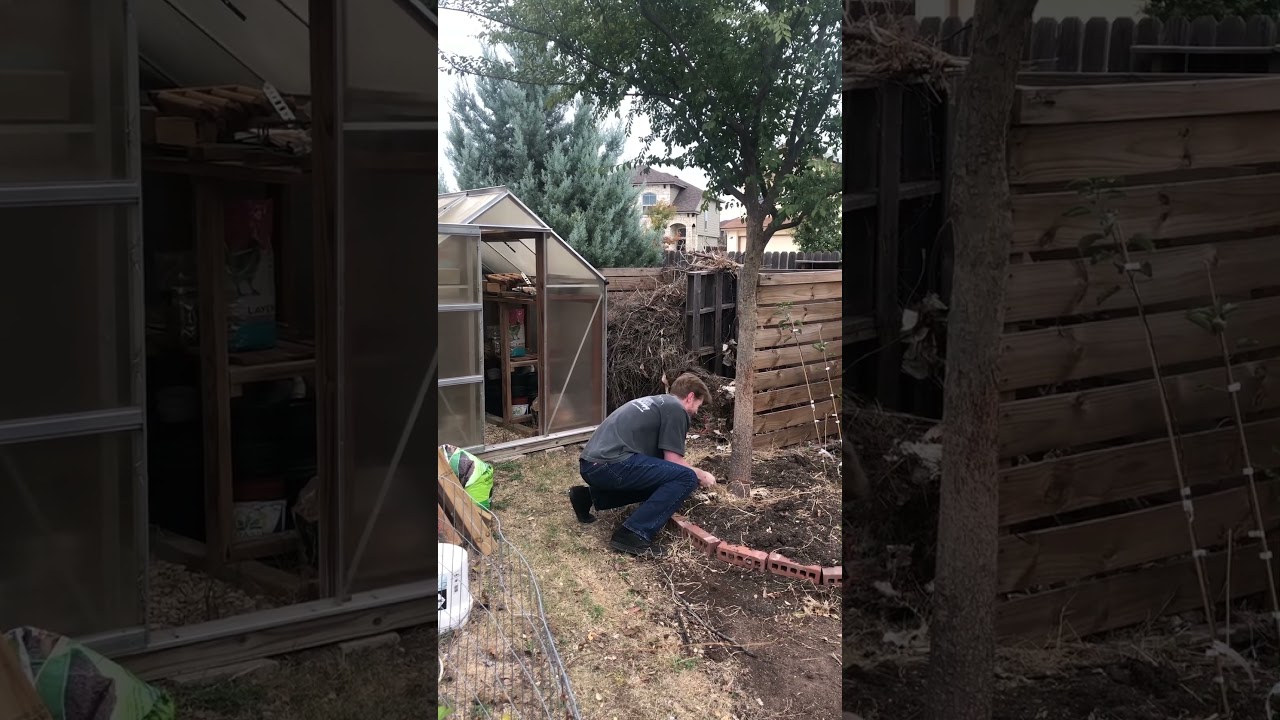 Remove your Chinese Elms