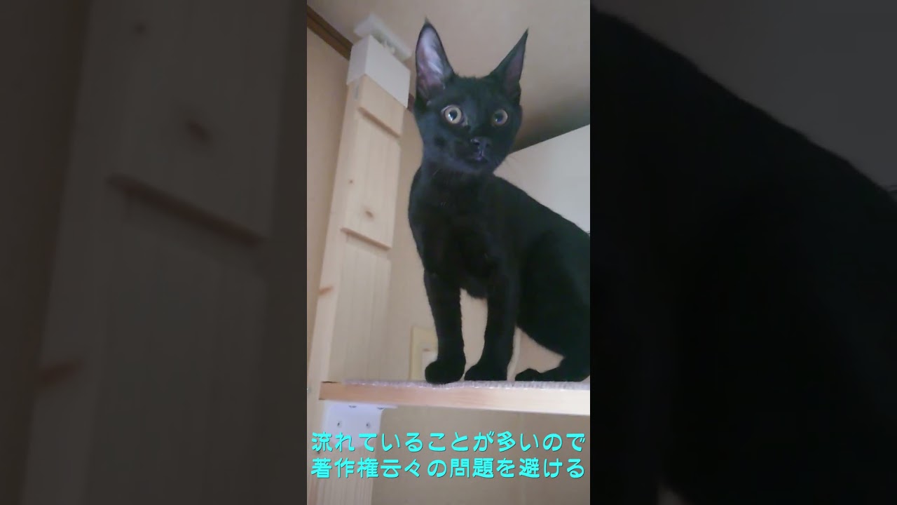 こねこのころのこと①