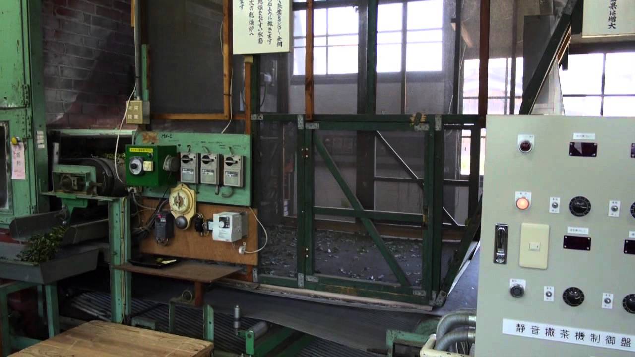 Processing tencha (matcha raw material) in Uji
