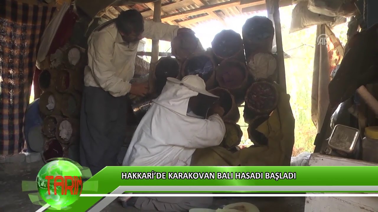 Hakkari&rsquo;de karakovan balı hasadı başladı