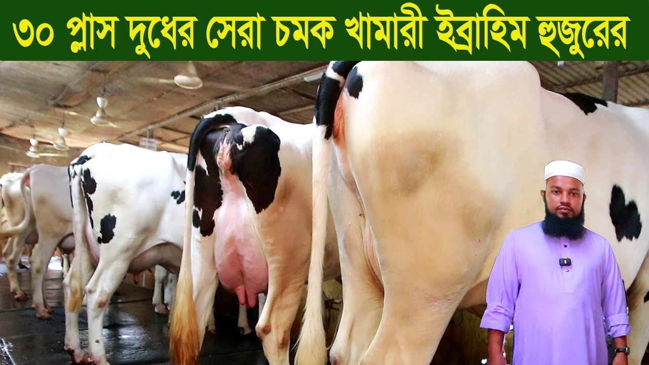 ৩০ প্লাস দুধের সেরা চমক খামারী ইব্রাহিম হুজুরের dairy farm