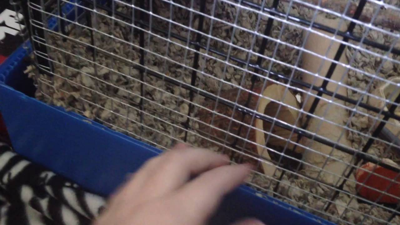 All About Gerbil Cages!