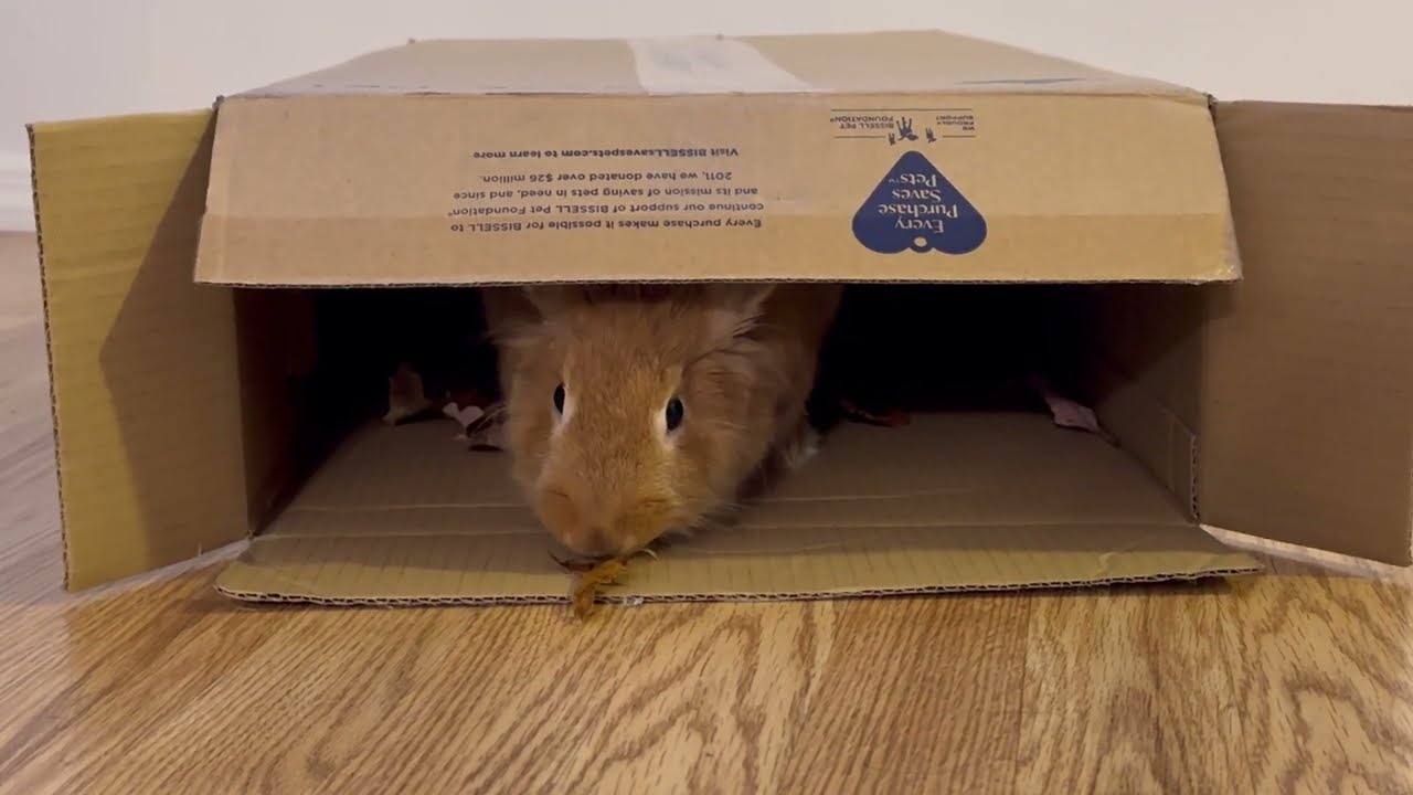 Daisy is big now ❤ 9 to11 months | Bunny 💕😍🤩✨