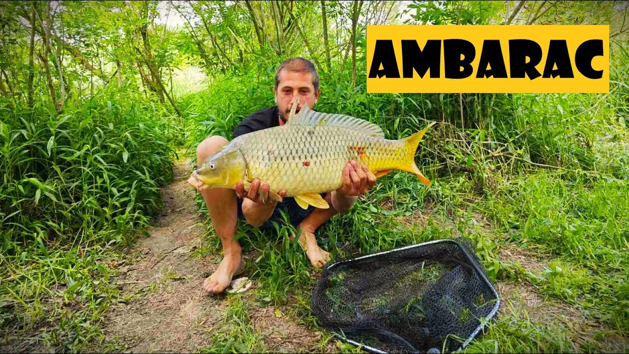 Pecanje šarana na Tamišu na gomilu ambaraca - CARP FISHING TAMIS RIVER