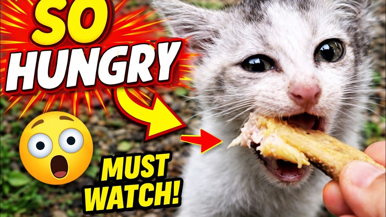 Hungry Stray Kitten Finally Gets Food
