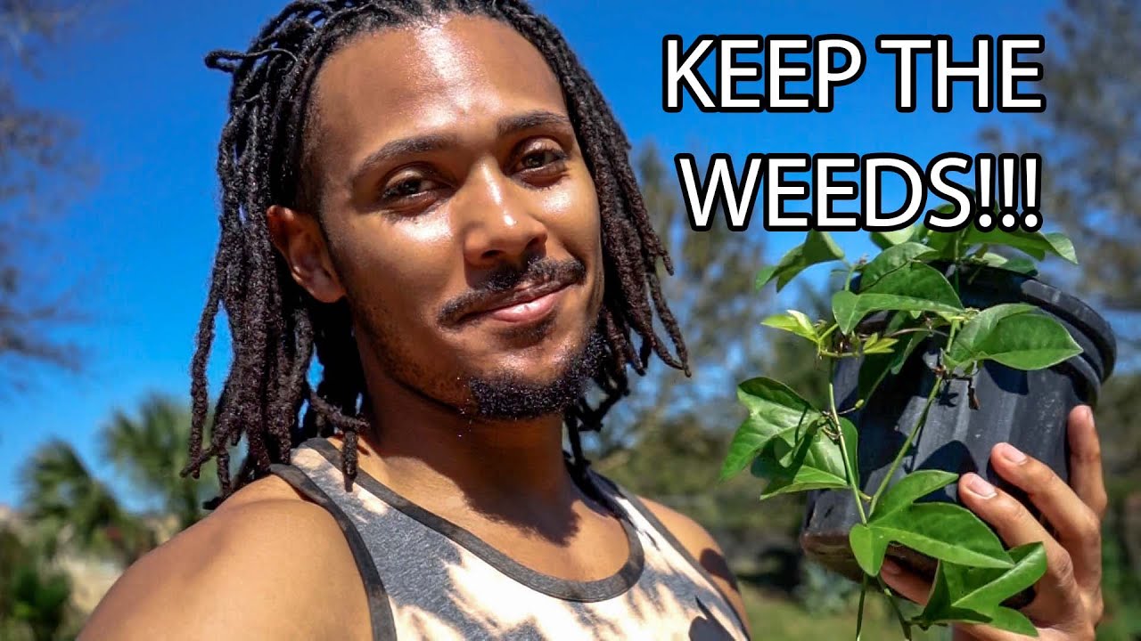 STOP KEEP THESE WEEDS FOR BUTTERFLIES!!! | Florida Native Butterfly Host Plants