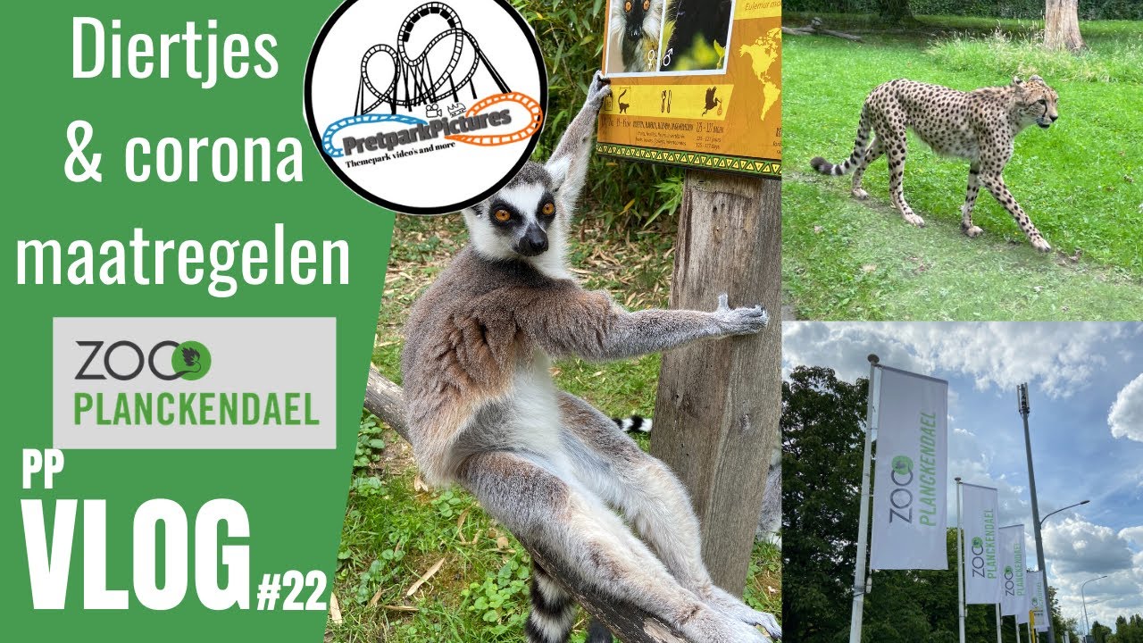ZOO Planckendael met corona maatregelen 2020 - PpVLOG #22