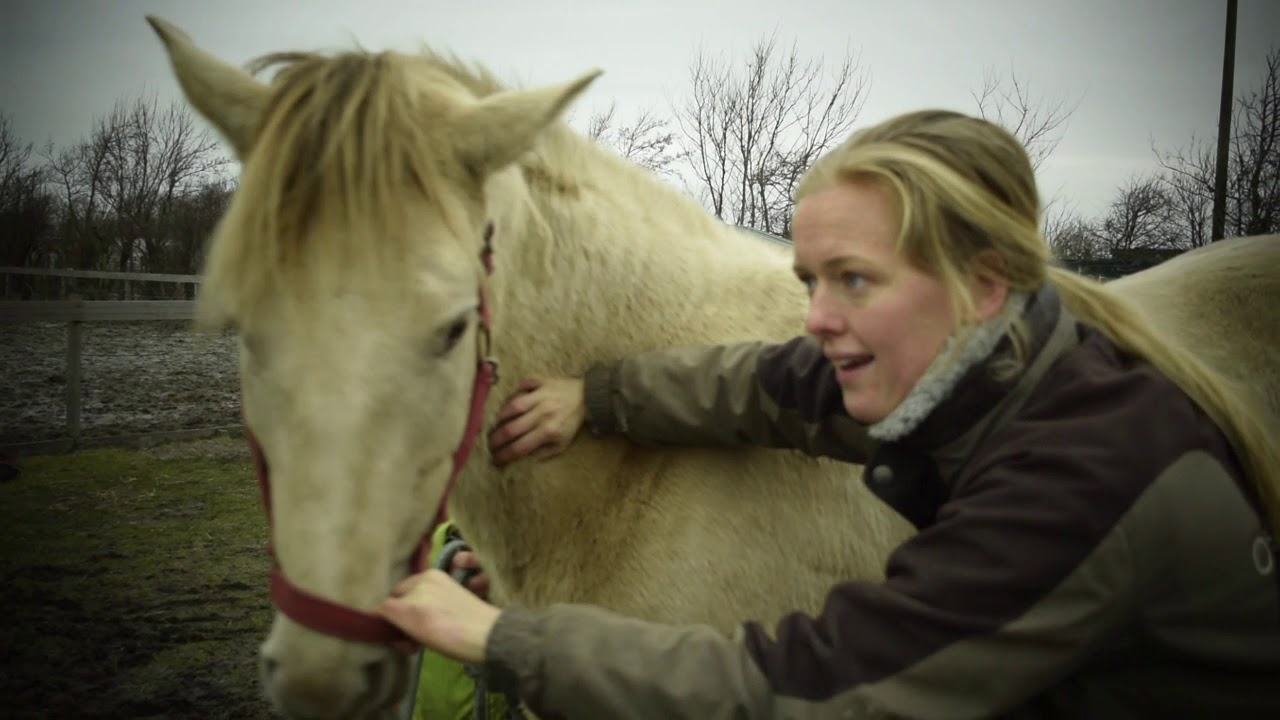 [vlog 53] Sia & Vaiana worden behandeld door de paarden Osteopaat