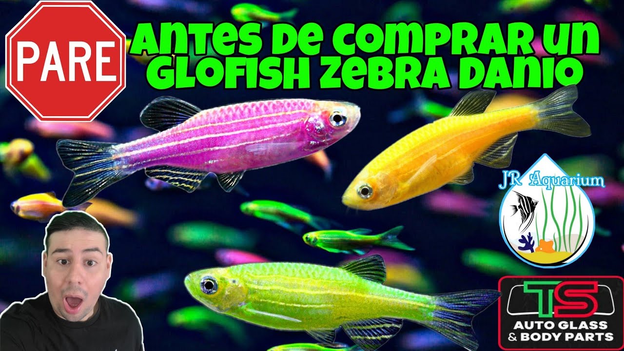 Glofish Zebra Danio Guia de Cuidado! Alimentacion, Reproducion, todo lo que necesita saber. Ep:2