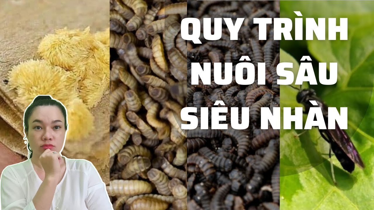 Quy Trình Nuôi Sâu Canxi Siêu Nhàn Cho Người Mới Bắt Đầu | Vy's Farm
