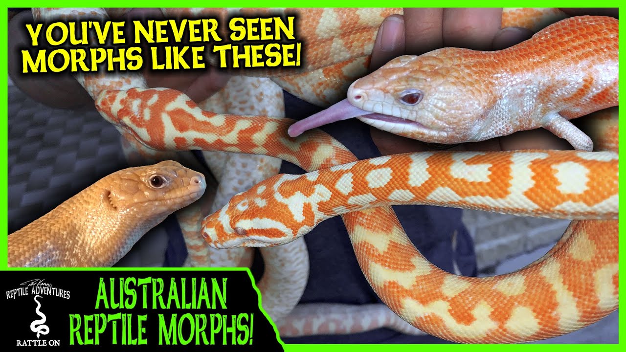 AUSTRALIAN REPTILE MORPHS LIKE YOU'VE NEVER SEEN BEFORE! (Joe Ball's Reptile Room tour)