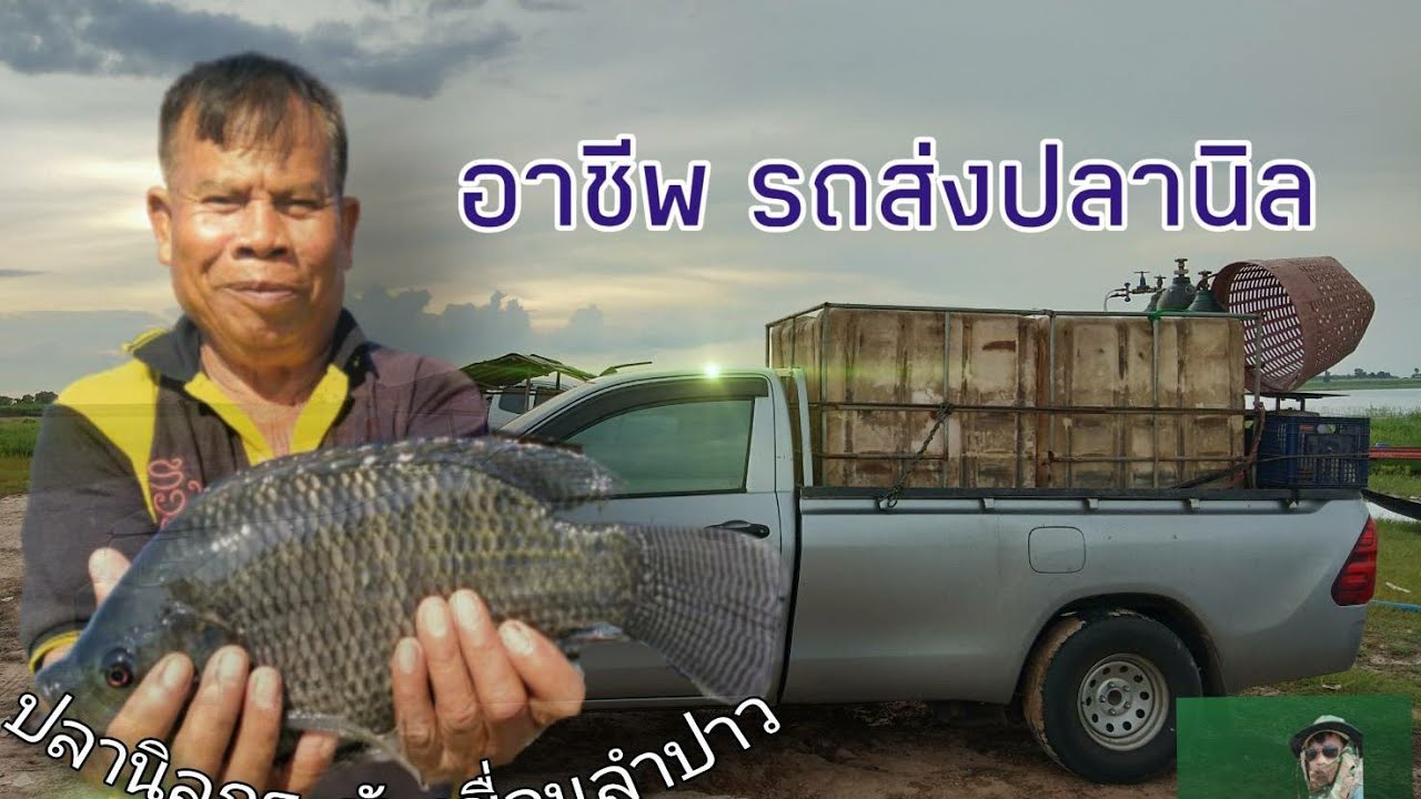 อาชีพรถส่งปลานิล| EP1.#ปลานิลกระชัง #อาชีพสร้างเงิน  #ปลานิล