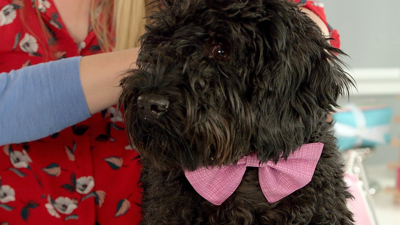 Bow Wow Bow Tie