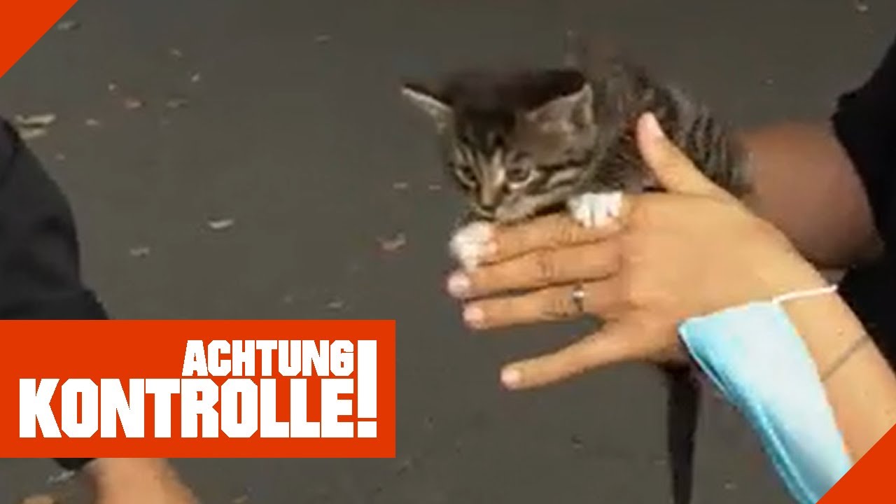 Illegaler Katzenhandel mit kranken und viel zu jungen Tieren! | 1/2 | Kabel Eins | Achtung Kontrolle