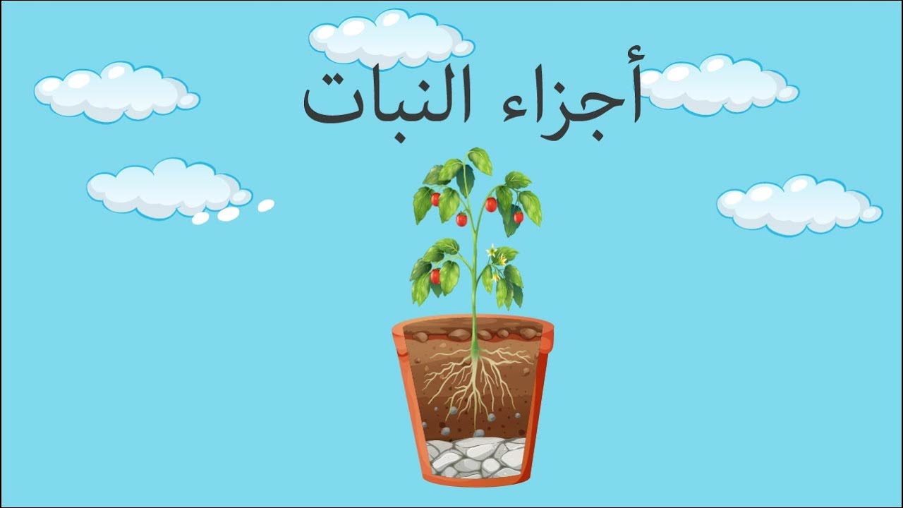 اجزاء النبات