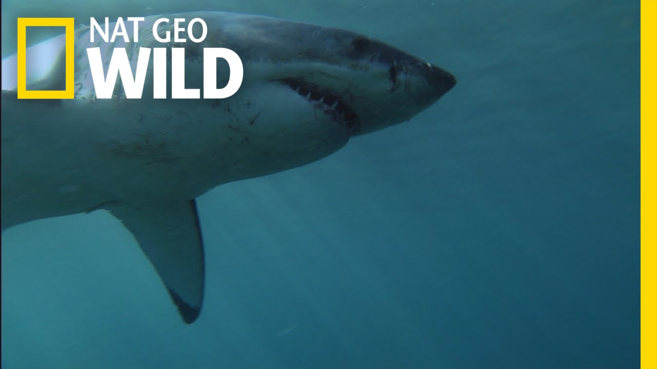 Hunting for Seals | Built for the Kill: Great White Sharks