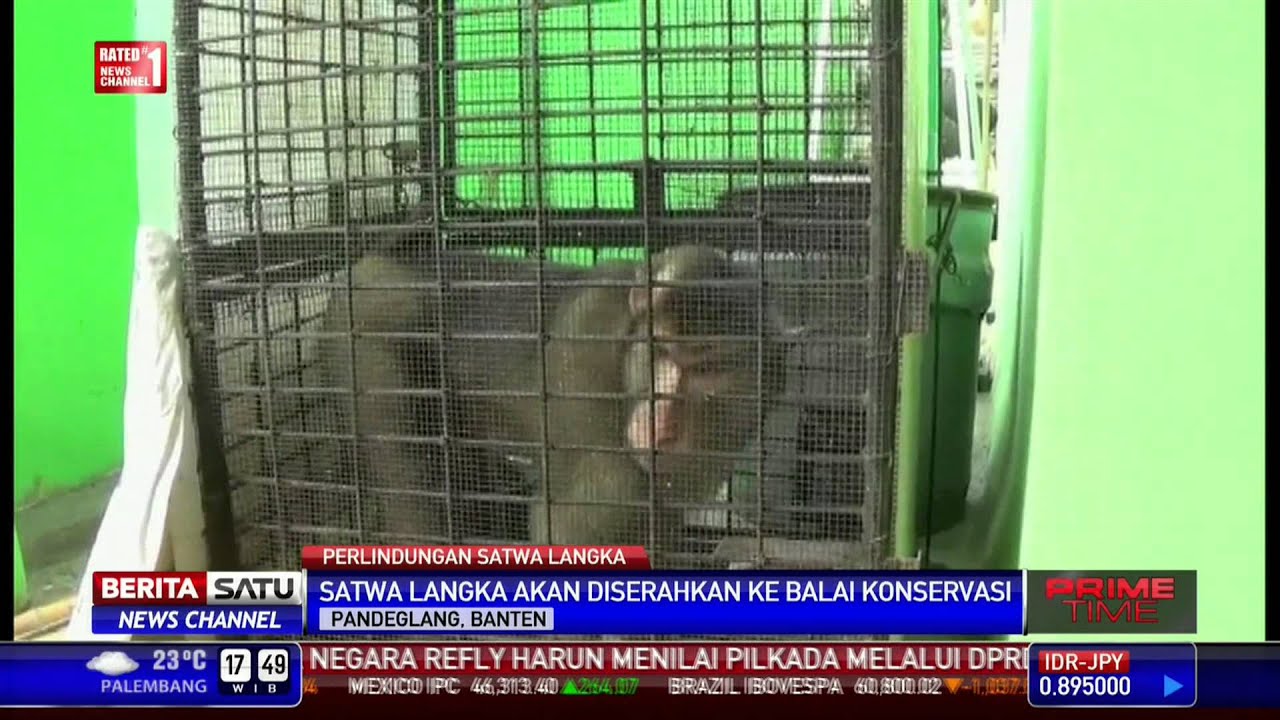 BKSDA Sita 38 Satwa Dilindungi dari Warga Pandeglang