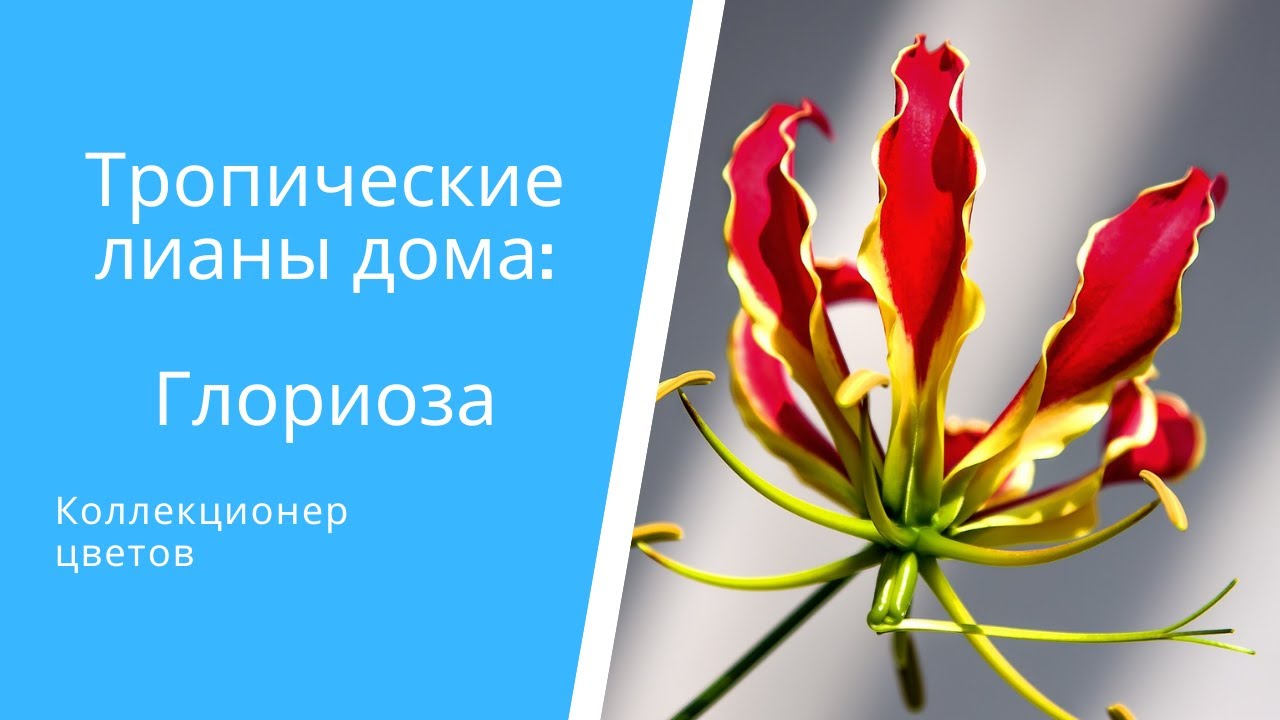 Год жизни Глориозы за 5минут: зимовка, посадка, цветение