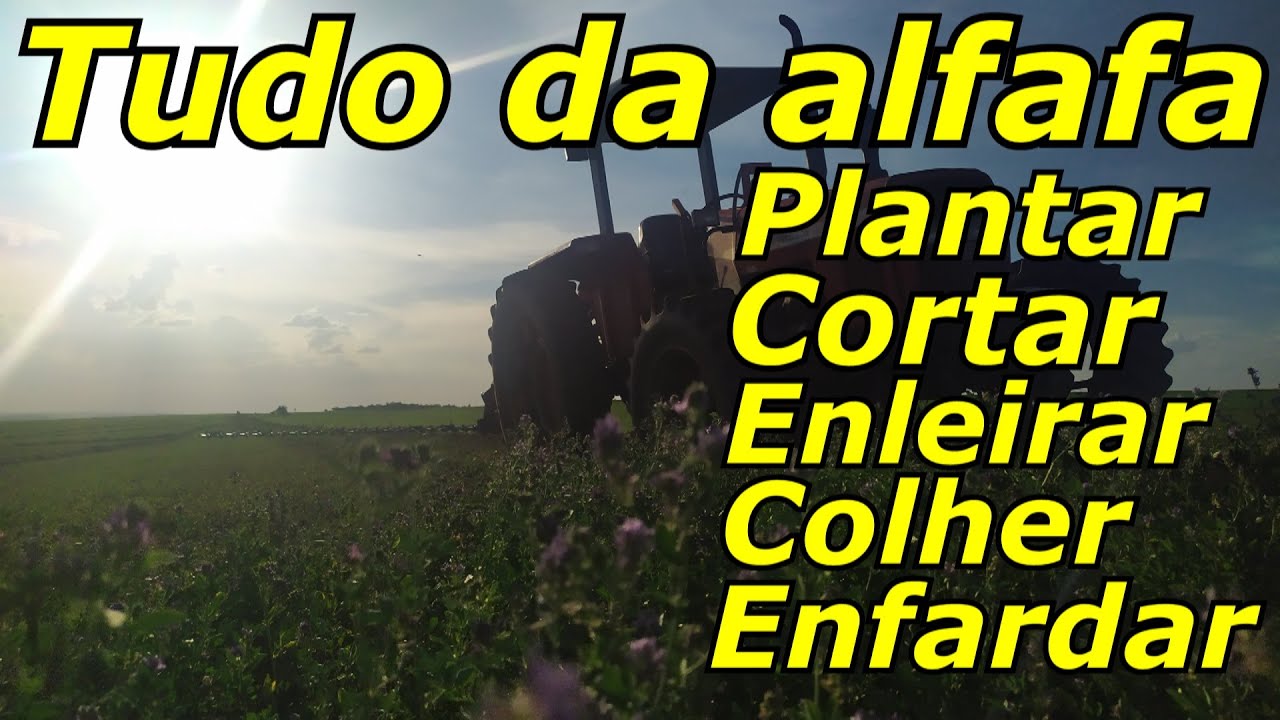 Alfafa como Plantar, Cortar, Enleirar, Colher e Enfardar! PARTE 1
