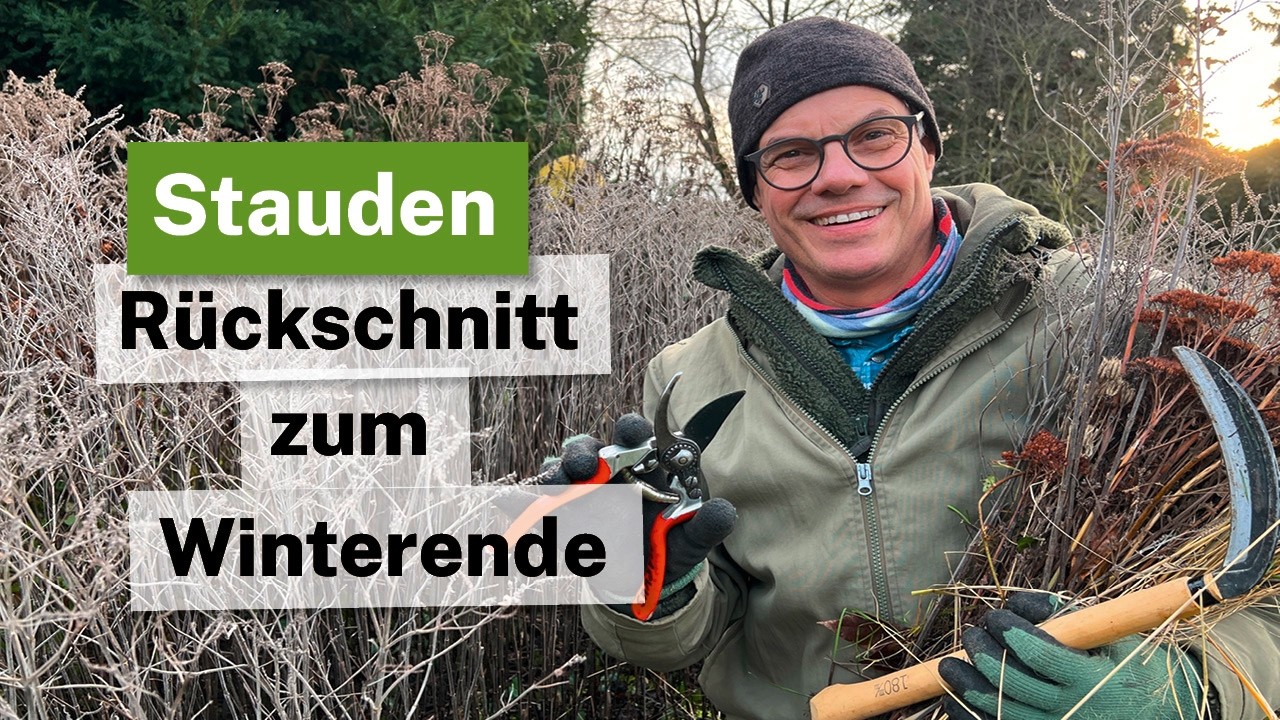 Stauden richtig zurückschneiden: Der perfekte Zeitpunkt & Tipps für den Winterende-Schnitt! ✂️🌱