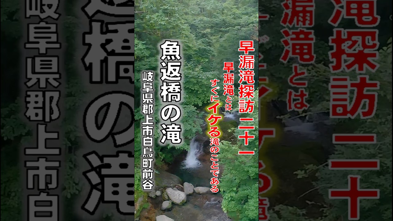 早漏滝探訪21 #魚返橋の滝 名前に違和感が存在する滝 Aランク 岐阜県郡上市白鳥町前谷