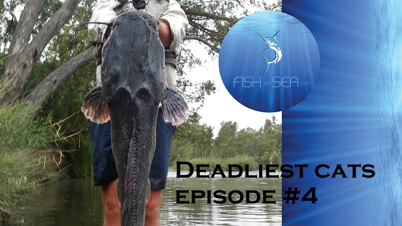 Kayak Fishing For Barbel | Deadliest Cats Episode 4 | Calling For Catfish On Lure | Fish The Sea
