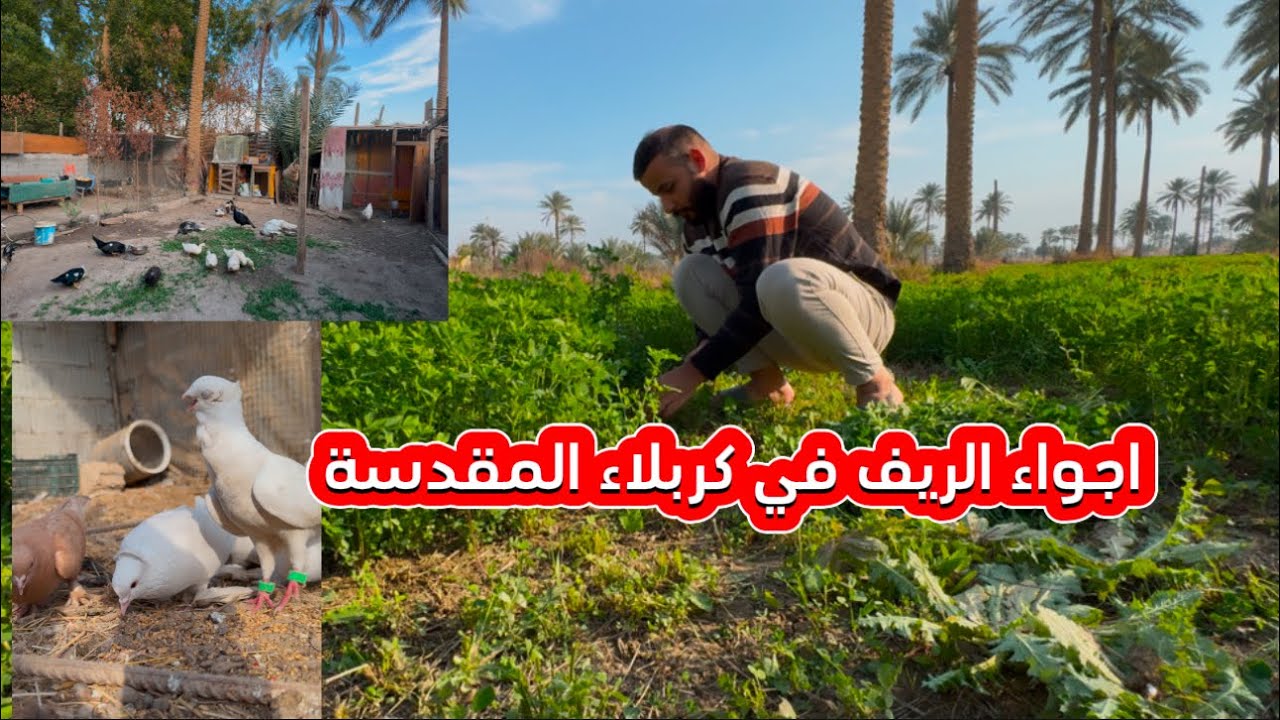 جولة في ريف كربلاء المقدسة في ناحية الخيرات قرية الفيادة😍اجواء المحمية بعد ظهور ملامح الربيع 🧡