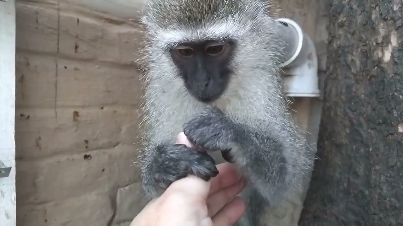 ASMR FALL ASLEEP FAST Baby Monkey Lollipop's Intense Long Focused Grooming Manicure #monkeygrooming 