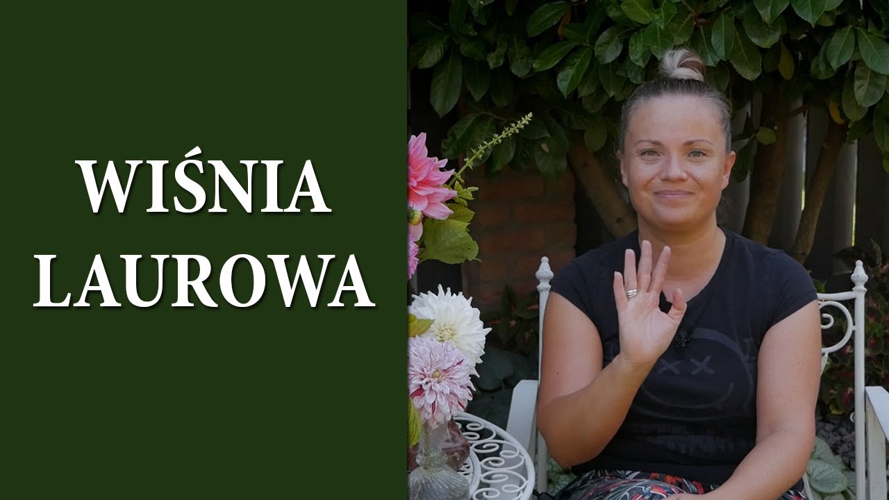 Laurowiśnia czy można uprawiać ją w Polsce / Uprawa i pielęgnacja Laurowiśni / MrsGarden