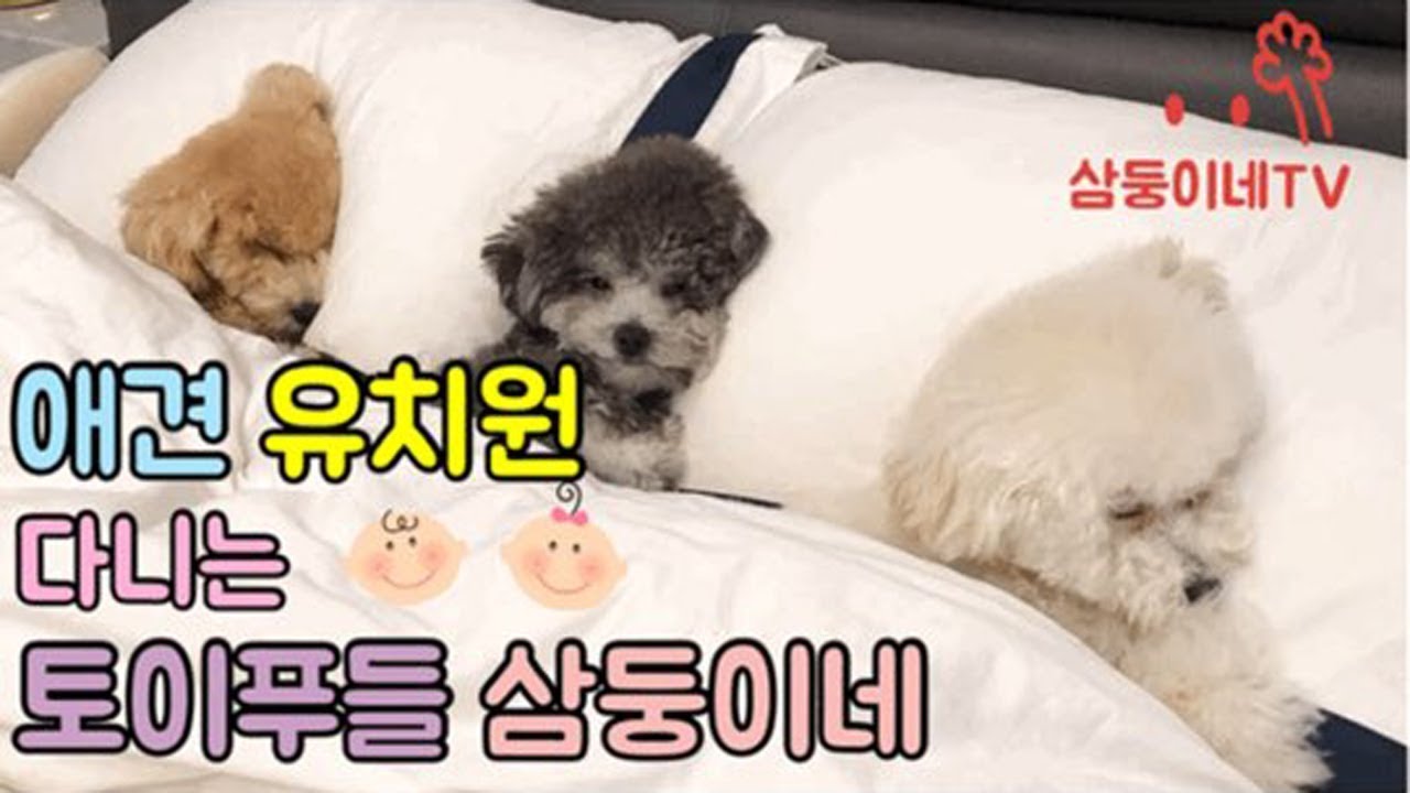 [삼둥이네TV] 애견유치원 다니는 토이푸들 삼둥이네 ㅣ 역삼 엘리유치원