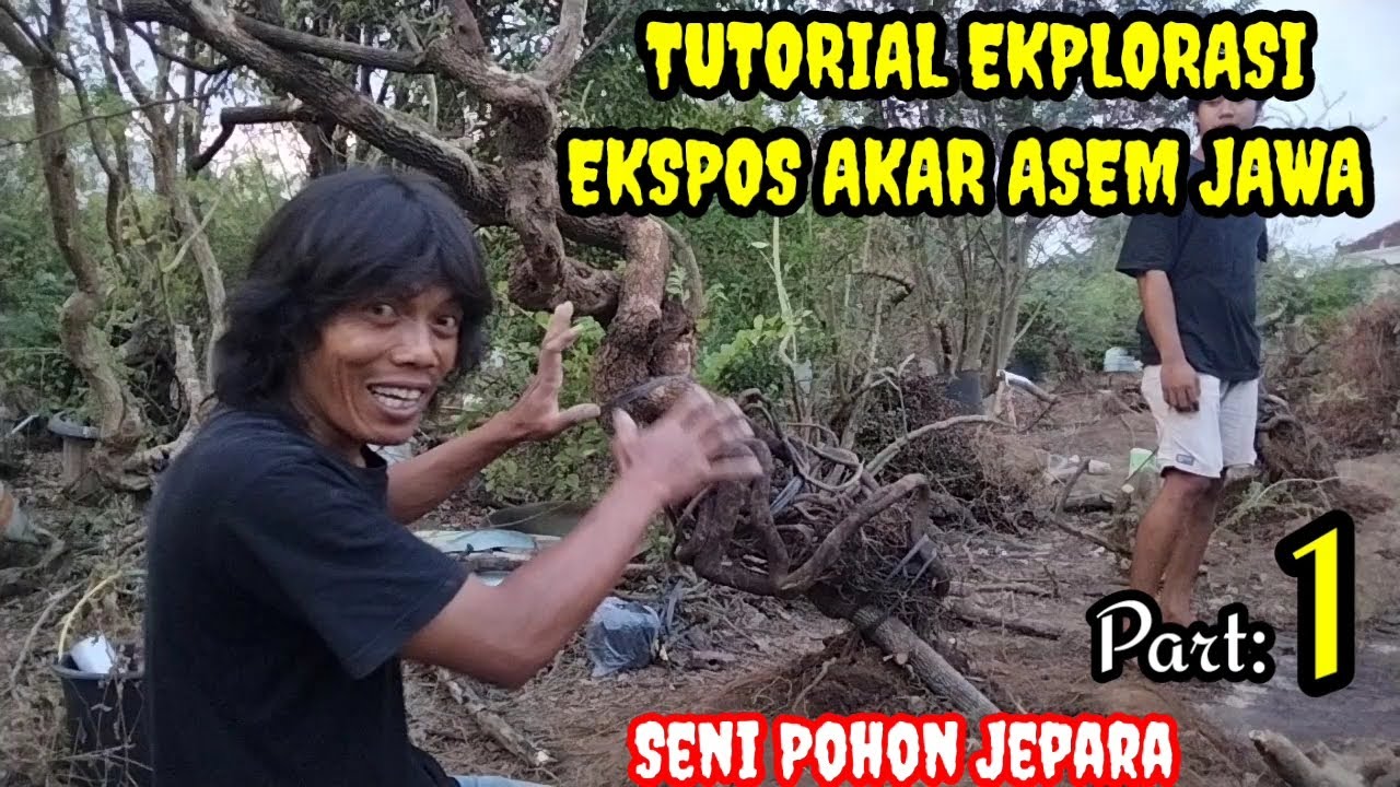TUTORIAL EKPLORASI EXPOSE AKAR ASEM JAWA